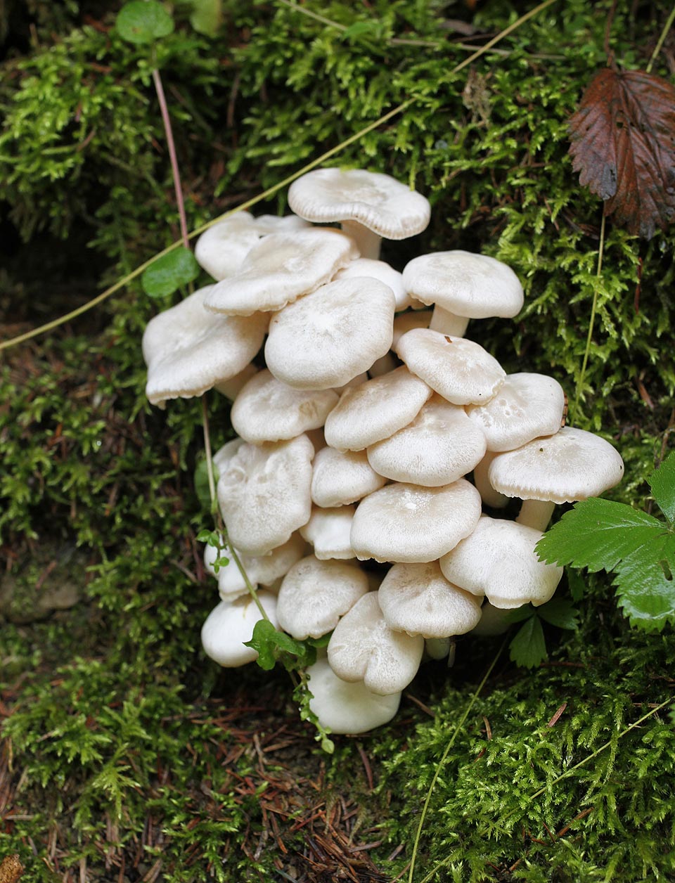 Neuvěřitelné množství všech možných houbích druhů lákalo k focení. Jenom Barča pořád nešla.