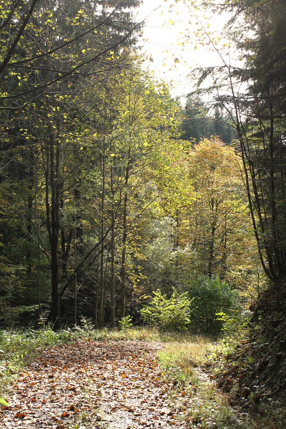 Za váhavého slunečního svitu stoupám k hřebeni Vsetínských vrchů.