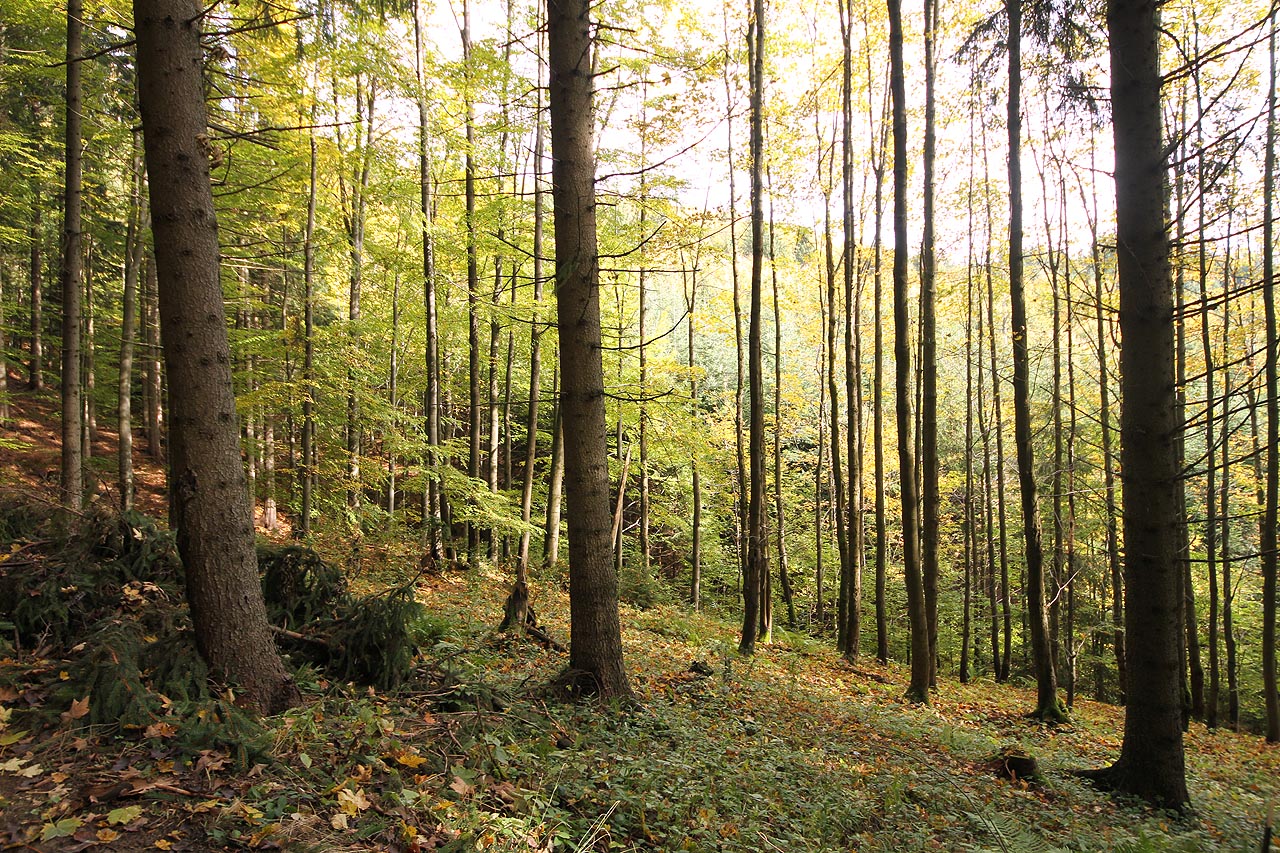 Říjnová příroda byla krásná a člověka by mohla pohladit po duši. Kdybych tím člověkem ovšem nebyl já, zabraný do úvah o temných aspektech svého životního příběhu.