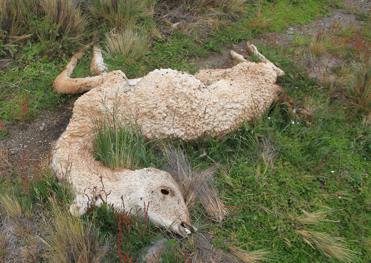 Ovce tu sdílí prostor s volně žijícími lamami. A taky volně umírajícími, jak jsme si všimli po cestě na mnoha místech. Je tu pusto a zdechliny nikdo neodklízí.