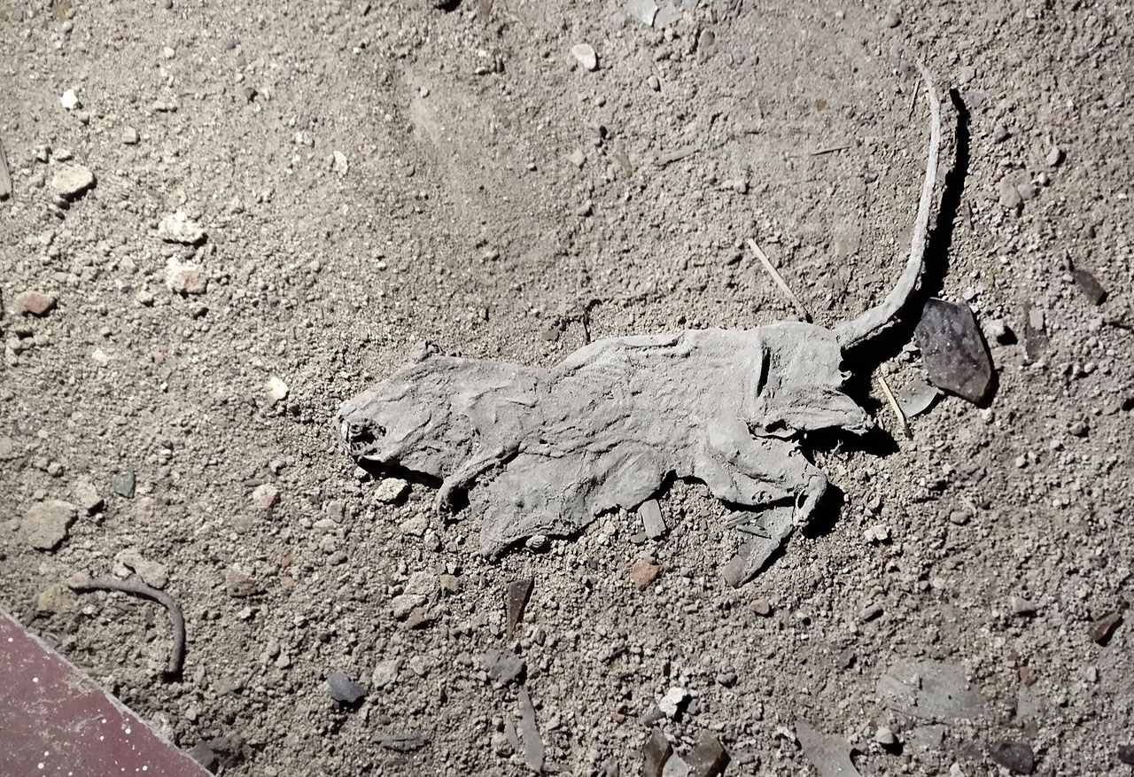 Na rozloučenou nám mlčky pěje sušený potkan. Až se příště vrátíme, už tu dozajista nebude.