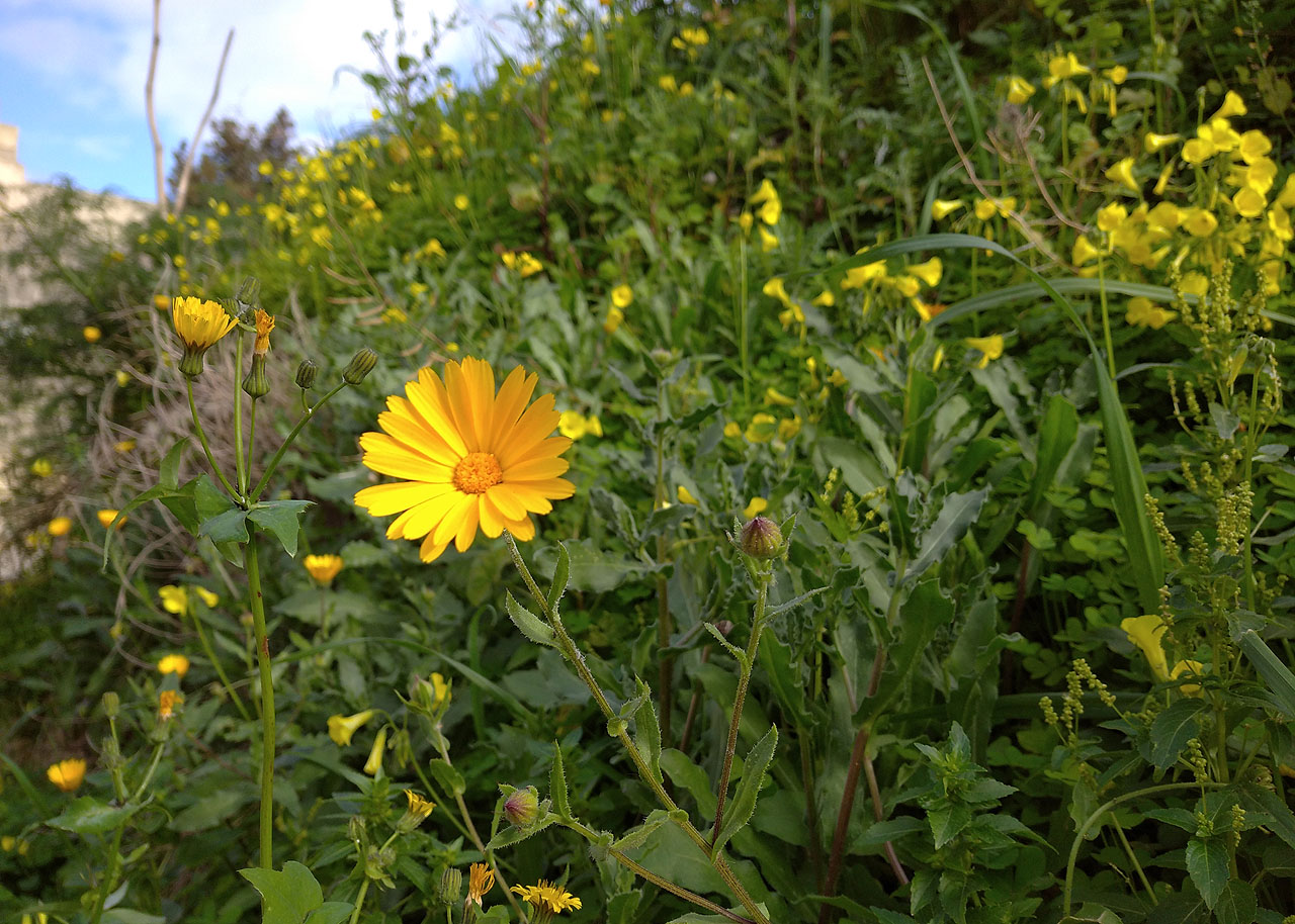 Rozkvetlé trávníky na okrajích měst člověka na konci ledna jednoduše rozněžní.