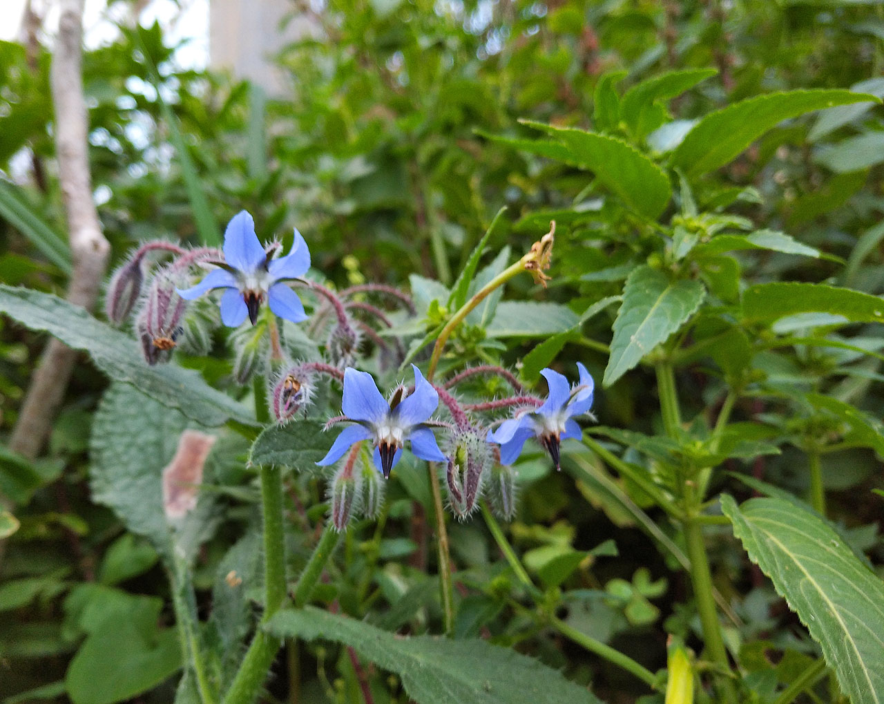 A ještě jednou brutnák lékařský, tentokrát ve své divoké formě. Vzdáleně nám připomíná okurku neboli cucumber.