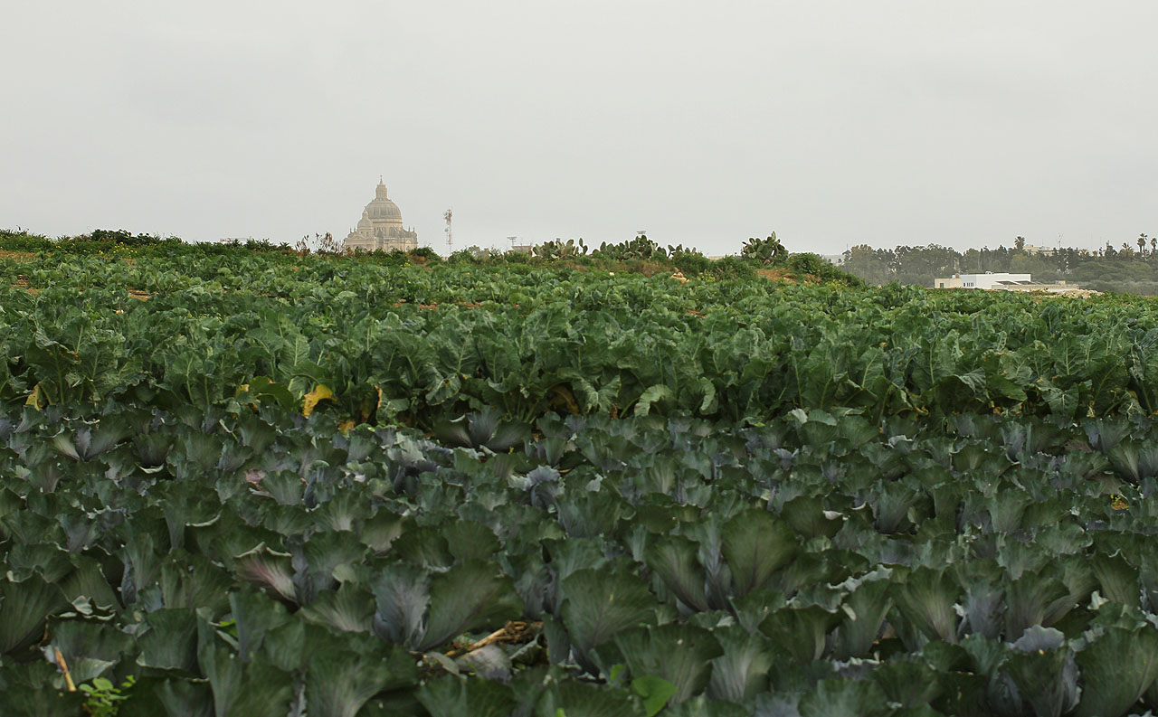 Momentky z cesty: nad polem s brukví se skví kostel sv. Jana Křtitele nazývaný též rotunda v Xewkiji.
