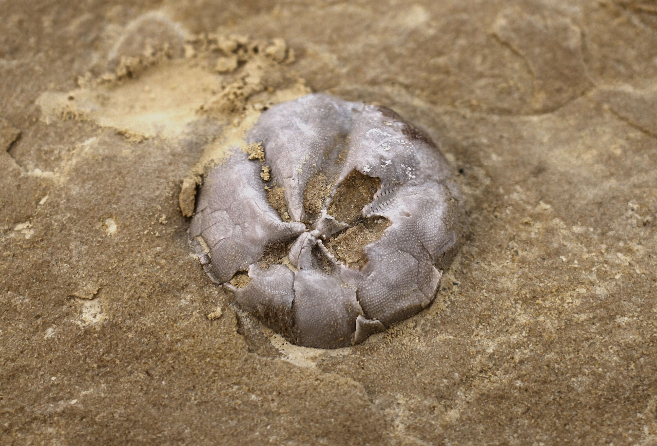 Na kamenných tabulích pod Svatým Vavřincem se klube z písku nejedna fosilie.