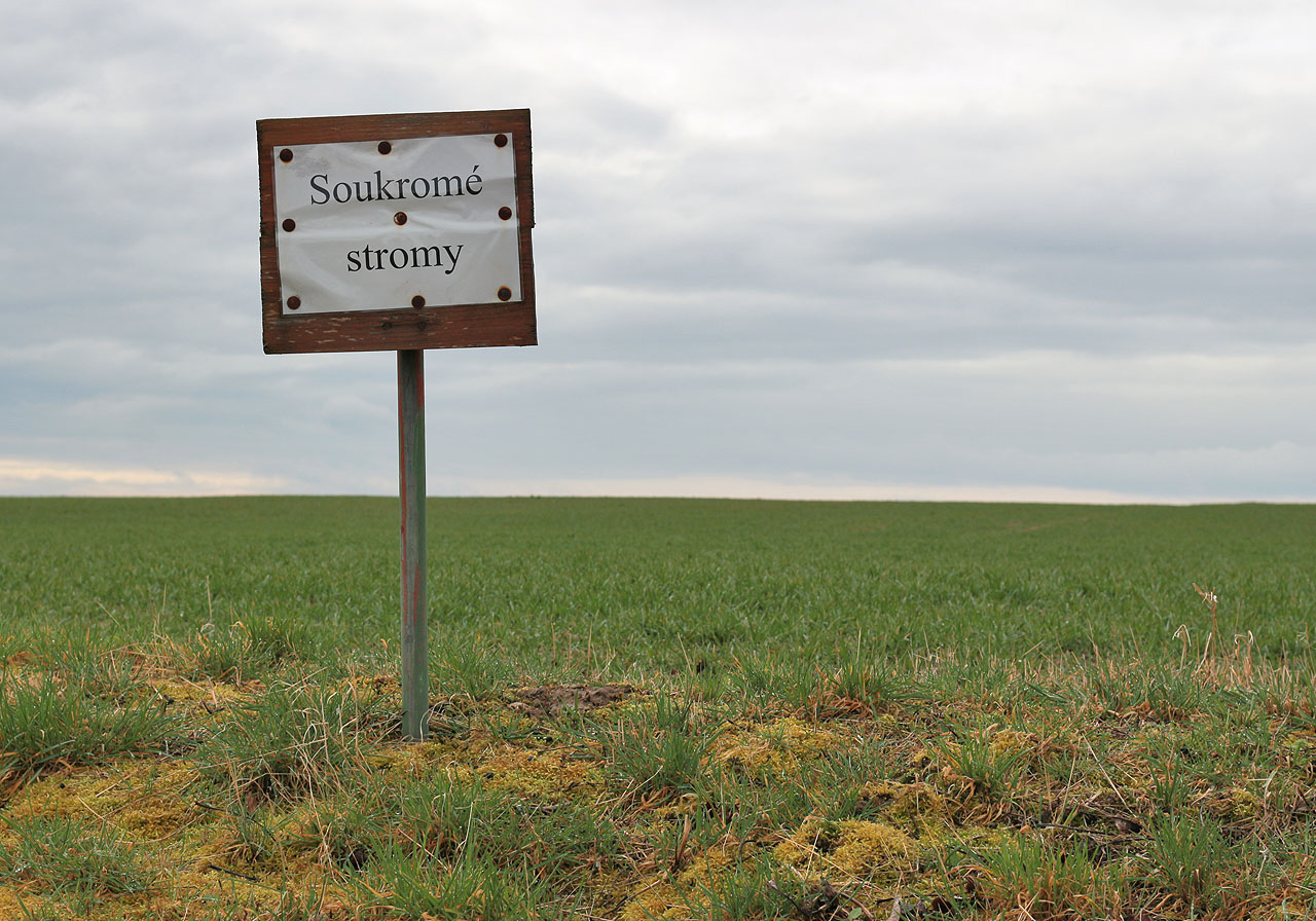 Myšlení lidí v Čechách bylo vždycky trošku jiné, než u nás na Moravě. Někdy jim prostě nerozumím.