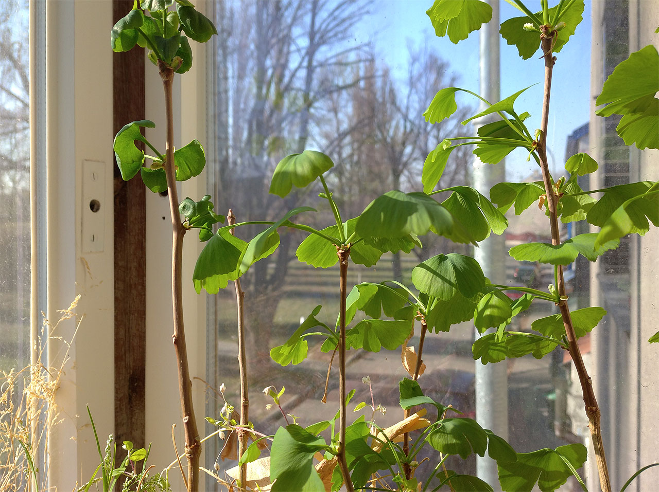 Na lipách v aleji za oknem ještě neraší ani lístek, za to ginga povzbuzená teplem zevnitř bytu už hýří tou krásnou jarně zelenou barvou.