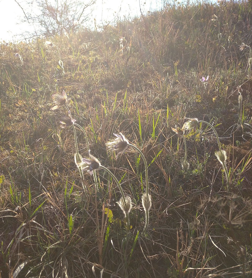 Přesto, že přivoláváme jaro už přes měsíc a stromy jsou pořád bez listí, koniklece už nám odkvetly.