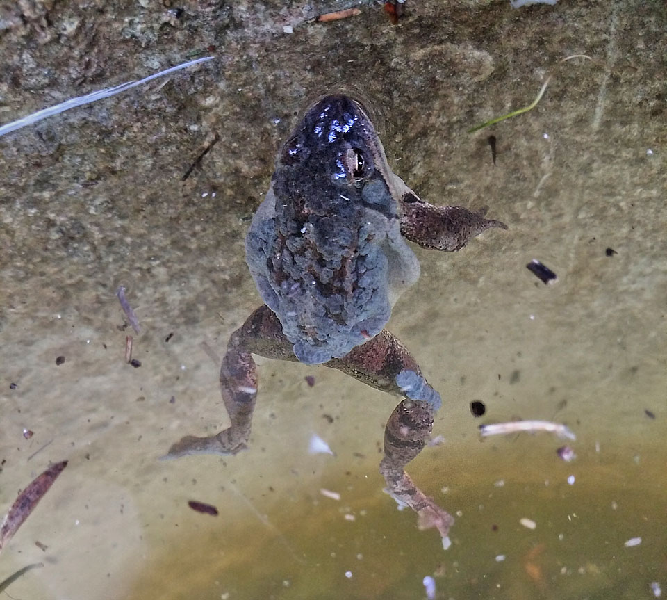 Tahle želva třeba snesla vejce, zabalila je do slizu a pak se tím cvším omotala. Jak říkal tehdy ještě pan docent Pospíšil: „nejsou ty žabičky k zulíbání“?