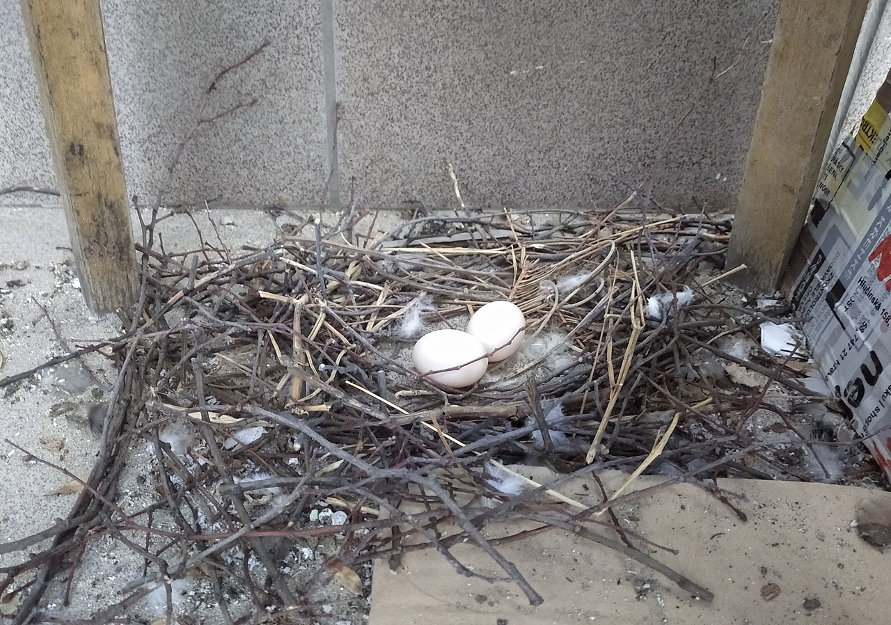 Při vyzvedávání lodí v nové klubovně SPJF zvané Pavlač jsme našli doslova přede dveřmi mizerné hnízdo a dvě holubí vajíčka.