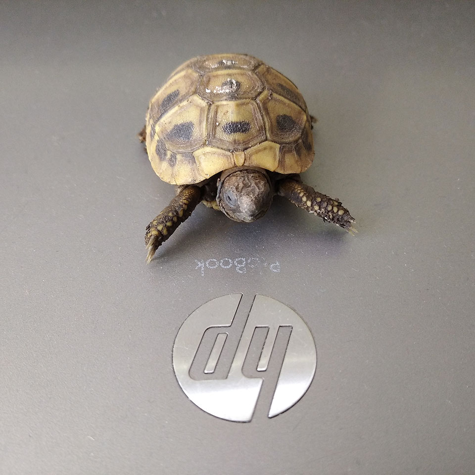 Mikuláš obdivuje můj notebook.