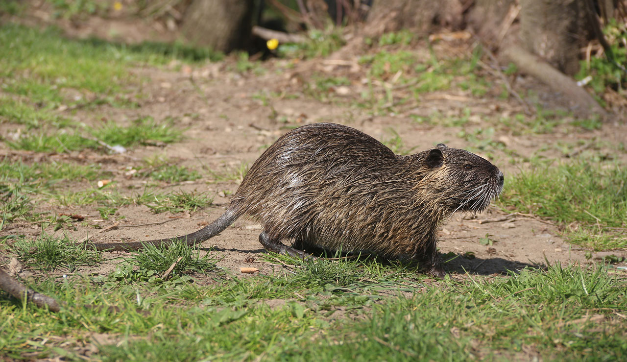 V Luži je překvapivě mnoho zajímavých míst a věcí. Jedno dopoledne nám nemohlo stačit. K těm nejlepším patří rodinka ondater (podle místních nejde o nutrie), které se kvůli Doubravce málem utopily.