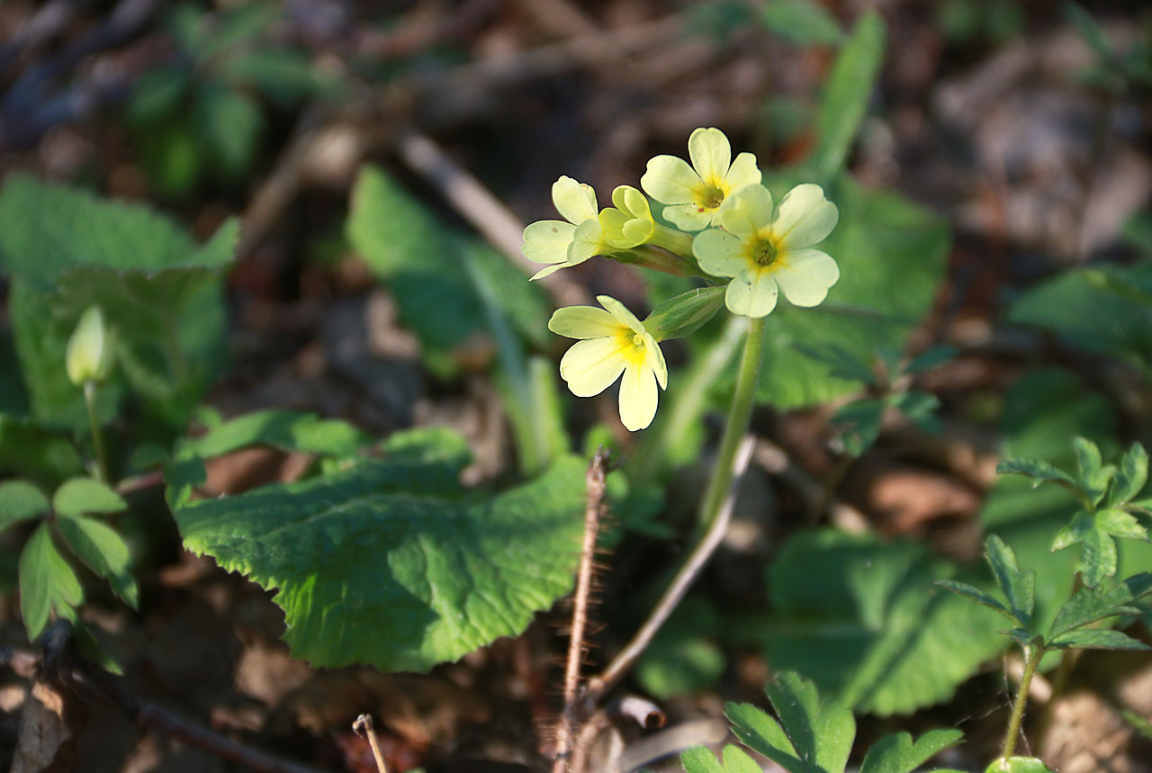 Prvosenka ranní.