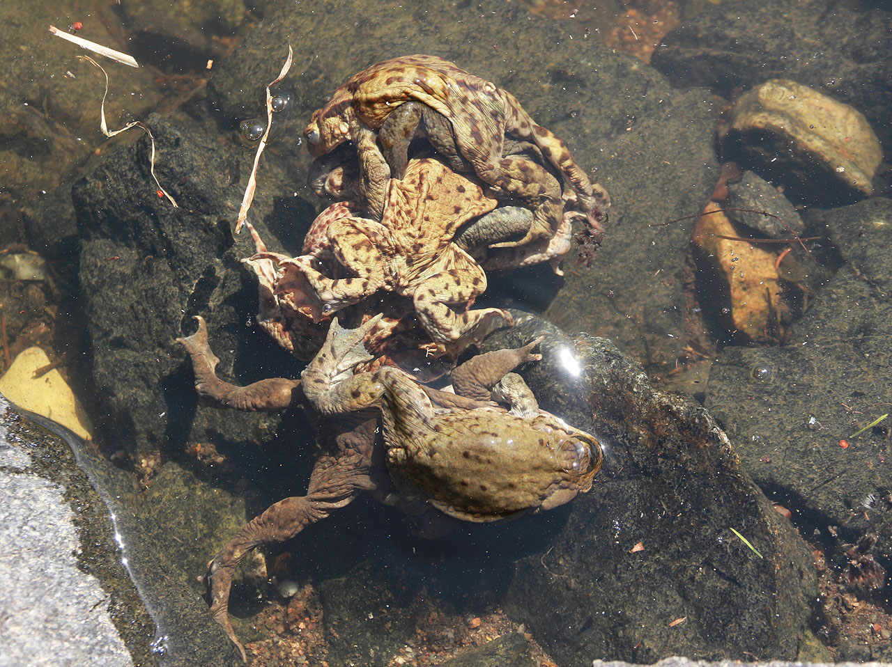 V rybníce Zimka bojovaly stovky žabáků o to, kdo oplodní žabice. Souboj o život a na život. A taky na smrt, protože samci některé samice při souboji omylem utopí.
