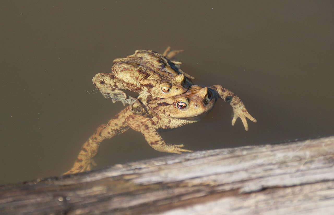 V bezejmenném rybníce opodál už je vymalováno. Spokojený pár si kuňká ve vodě vyhřáté jarním sluncem.