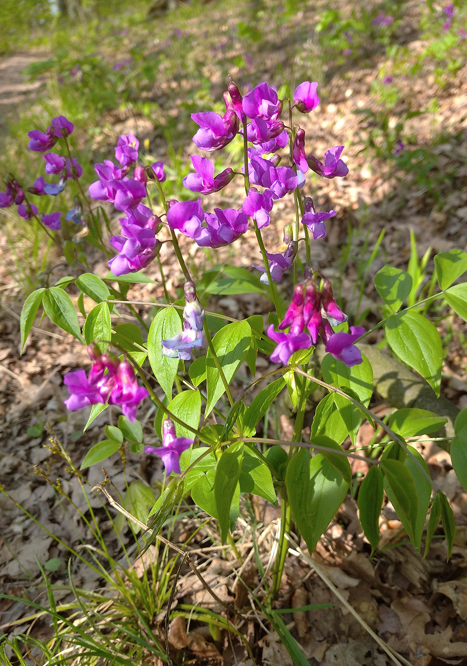 Hrachor neboli lecha jarní mění barvu květů podle kyselosti. Jeho barvivo je tedy přírodním acidobazickým indikátorem od kyselé červené po zásaditou modrou.