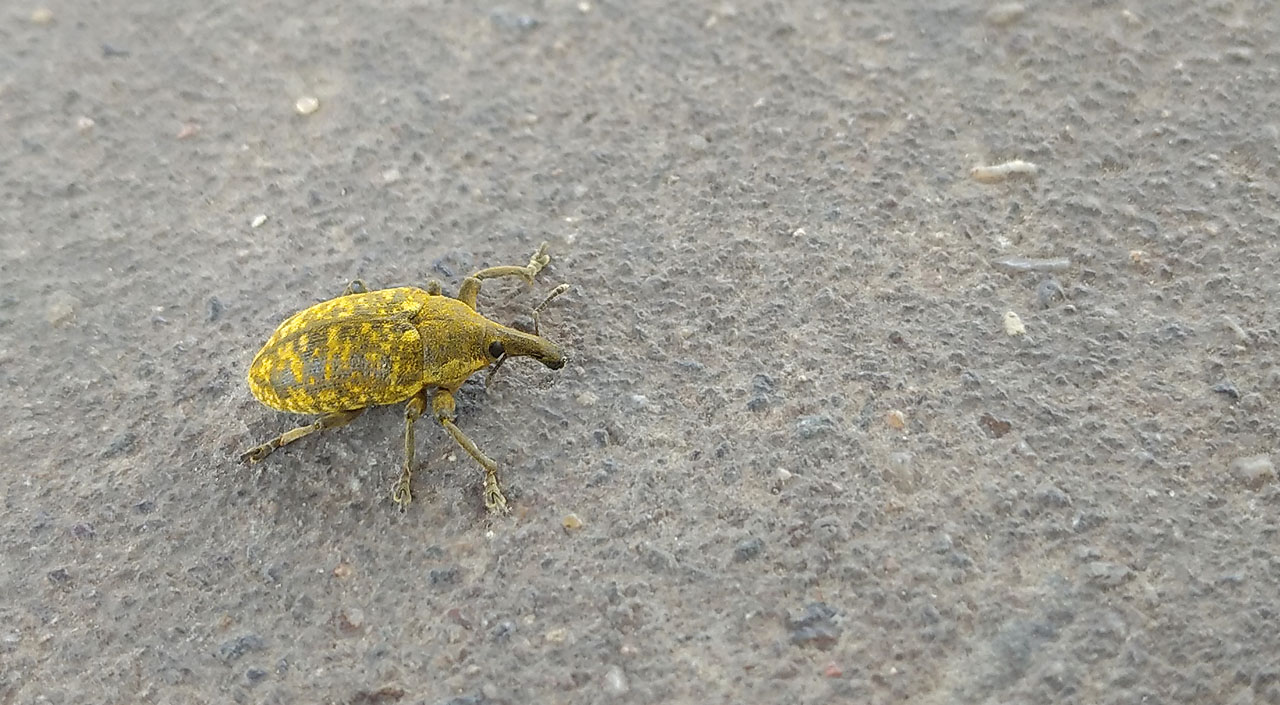 Záhy nám ale náladu zlepšil tento roztomilý nosatec. O jaký druh se přesně jedná, se nám zjistit s jistotou nepodařilo, leč mohlo by jít o Larinus jaceae, který vůbec nemá české jméno.