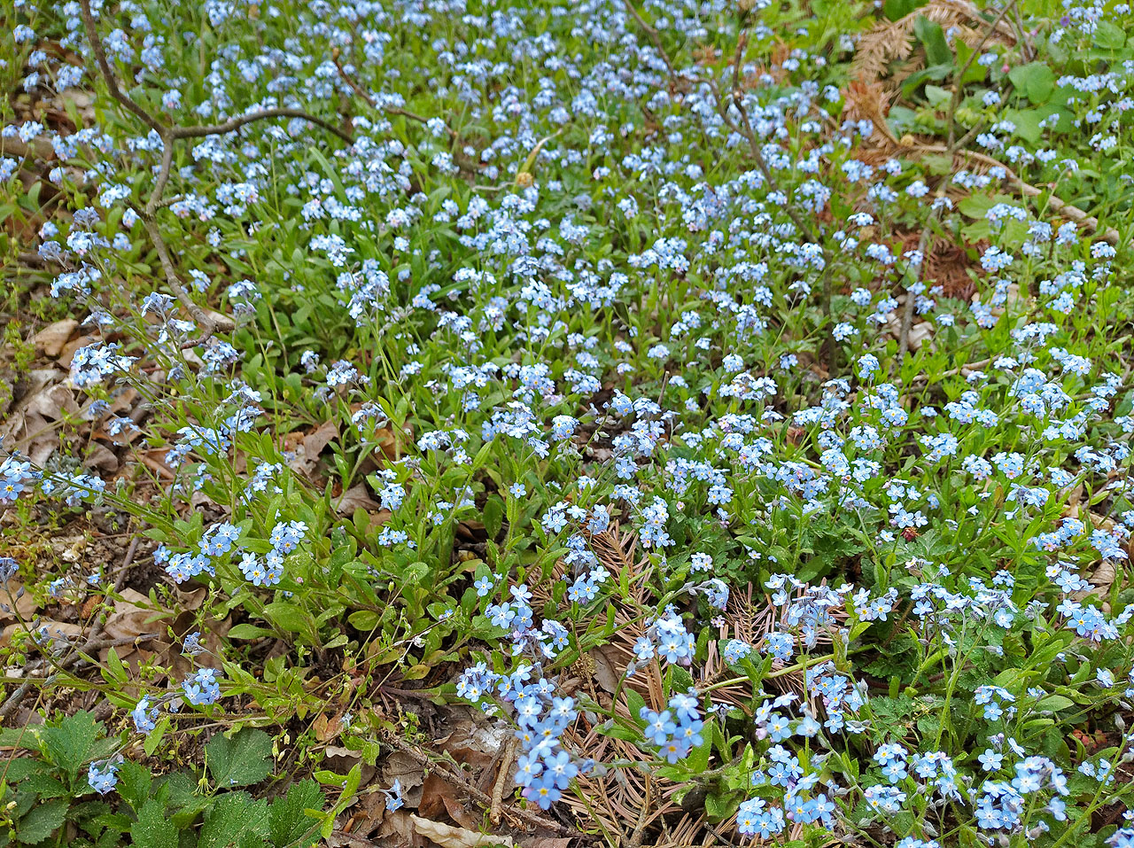 Aspoň kytičky tu nejsou červené. Místy kráčíme lesem po modrých kobercích z pomněnek.
