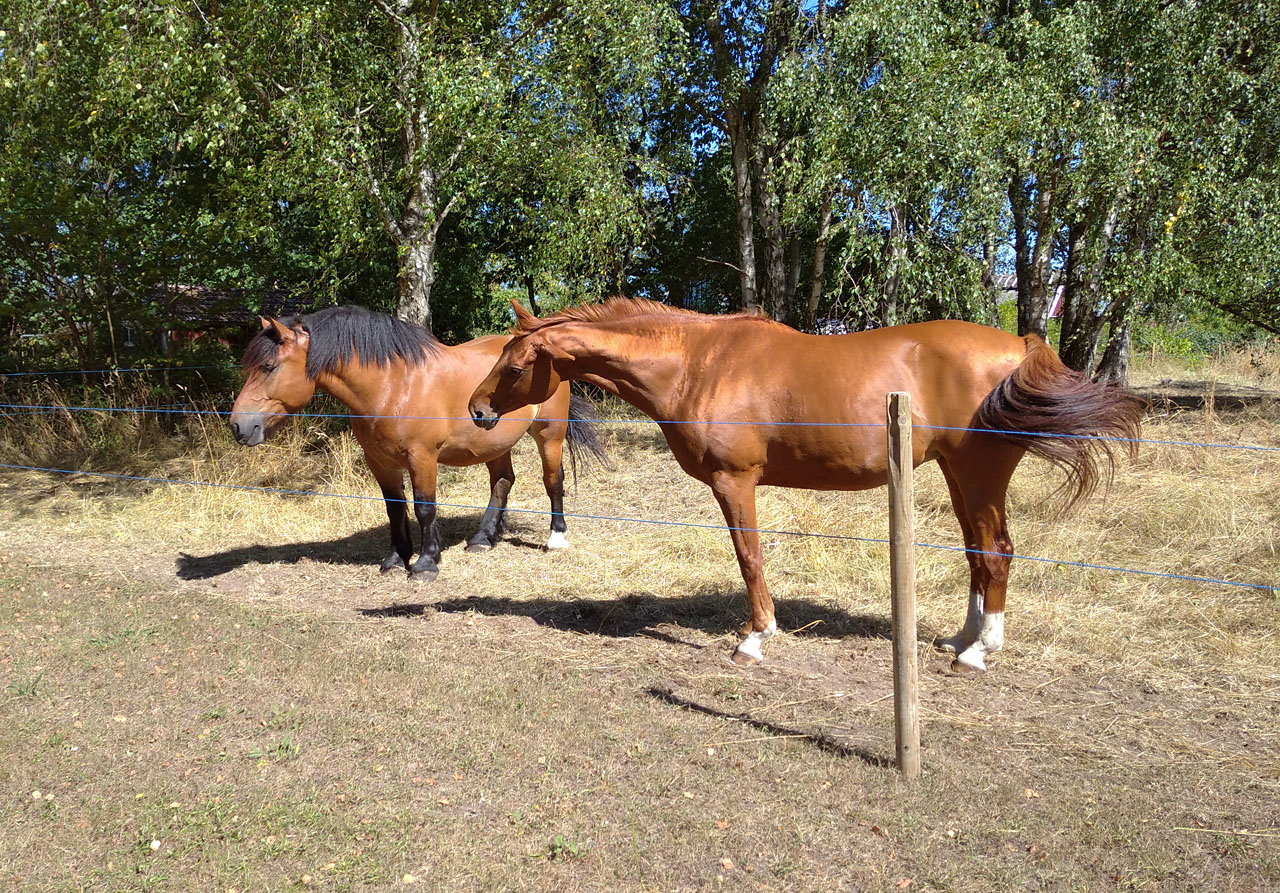 Příjemně zvlněnou krajinou jsme denně ujeli v průměru přes 100 km okolo místních kostelů, zámků, cukrovarů, kempů, táborů, krav a koní, zrušených železničních stanic a hlavně nekonečných polí a pastvin. Švédská krajina na nás dýchle silně zemědělským dechem.