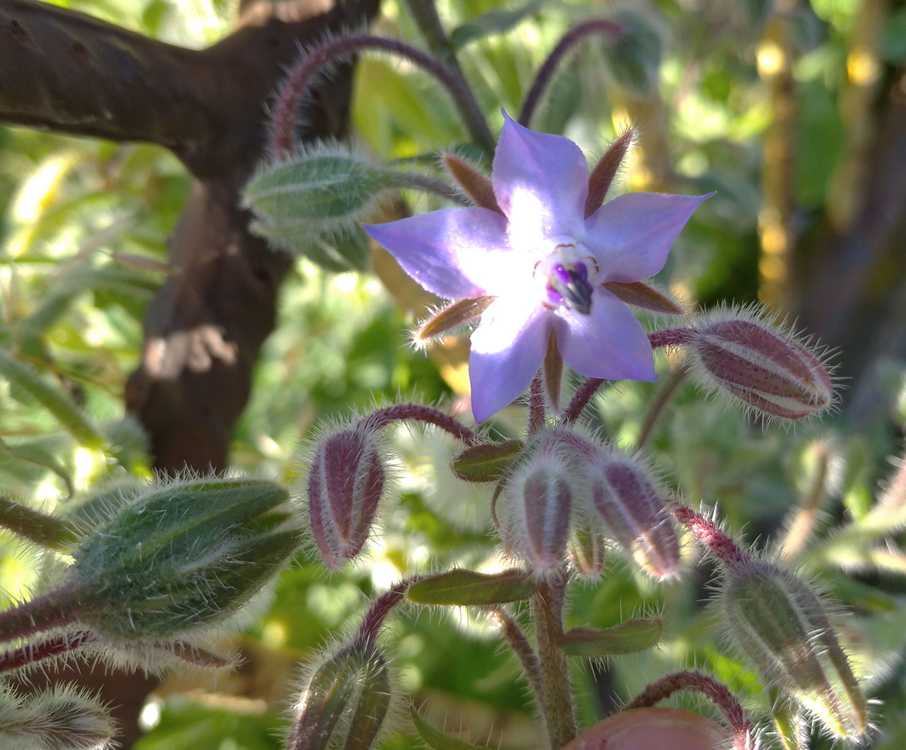 Na okraji Palkovic jsem spatřil květy, které mně připomněly chutný <a href="/clanek/538&title=Malta s Kevinem#Hlavni/538/538-35.jpg">oběd na Maltě</a>. A skutečně, domnívám se, že šlo o u nás neobvyklý brutnák lékařský, který patří k tradičním ingrediecím maltské kuchyně.