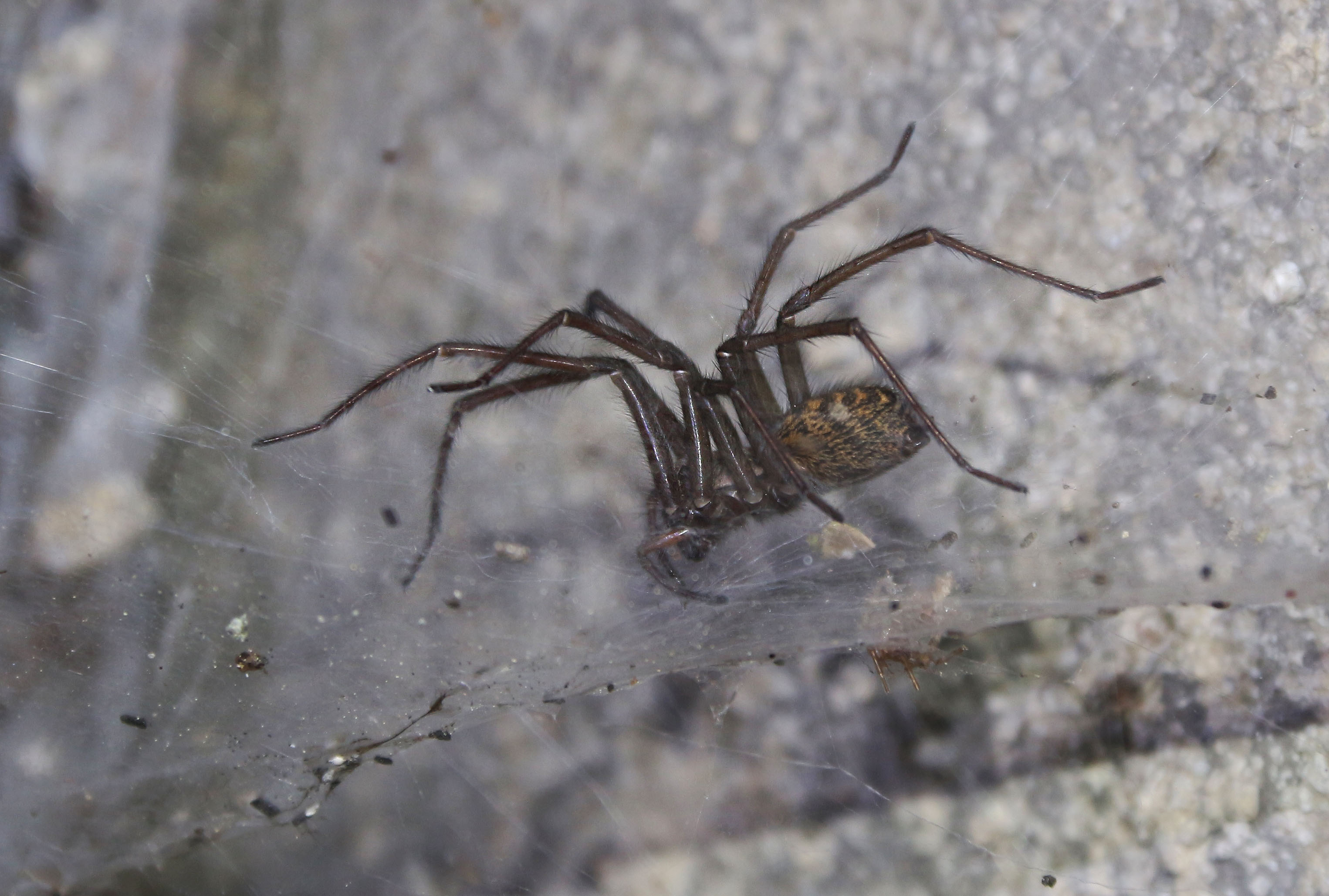Jedinými obyvateli jsou posledních skoro čtyřicet let pavouci, které tu při spřádání sítí neruší nikdo a nic. Je jich tu proto požehnaně.
