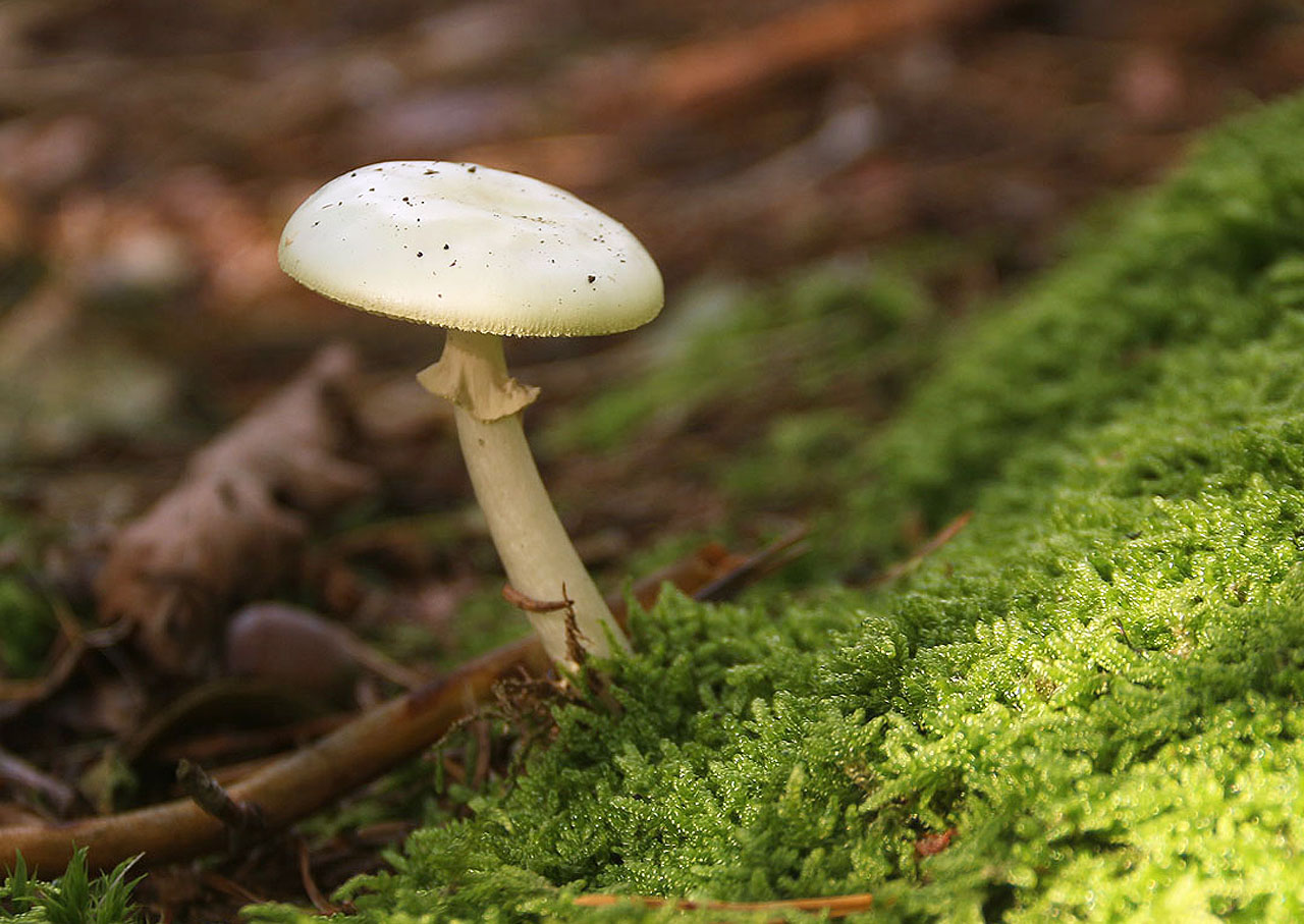 Bez focení s mezikroužky, teleobjektivem nebo aspoň historickými objektivy ze staré Practicy si nedovedu Oroheň už ani představit. Každý rok se mně podaří najít si chvíli pro sebe a strávit hodinku bloumáním po ostrově a hledáním posledních klenotů babího léta k vyfocení.