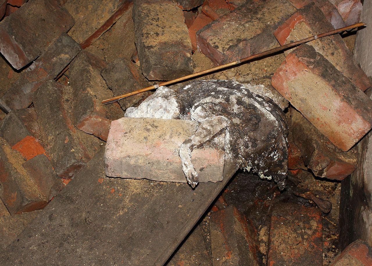 Chodí sem umírat místní toulaví psi.