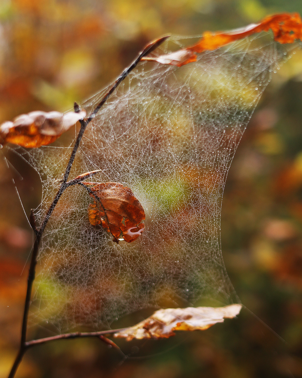 Pavoučí sítě s kapkami vysrážené mlhy - dny, kdy se v horách již podzim odevzdává zimě.