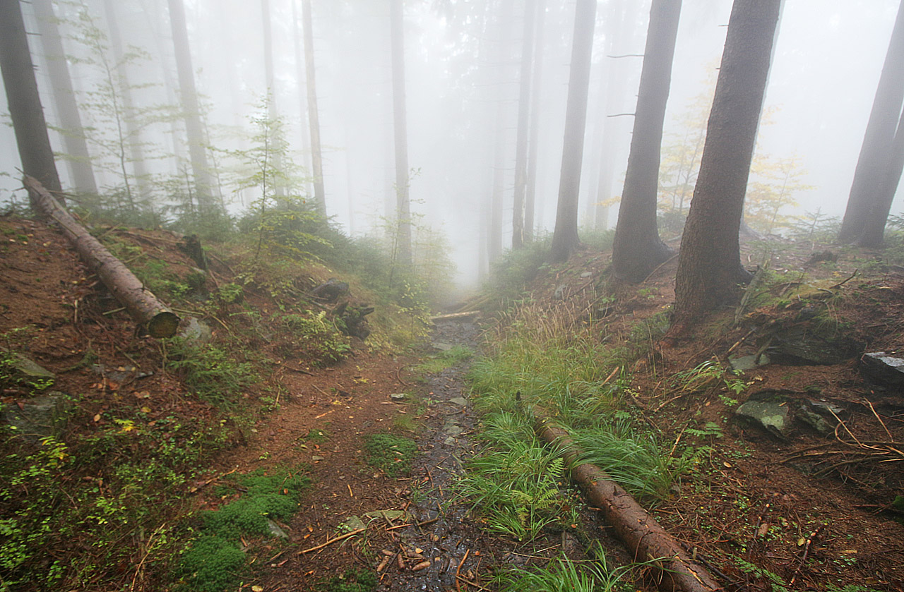 Zářez deroucí se vzhůru mlhou by musel na první pohled trknout i nepoučeného železničníého archeologa.