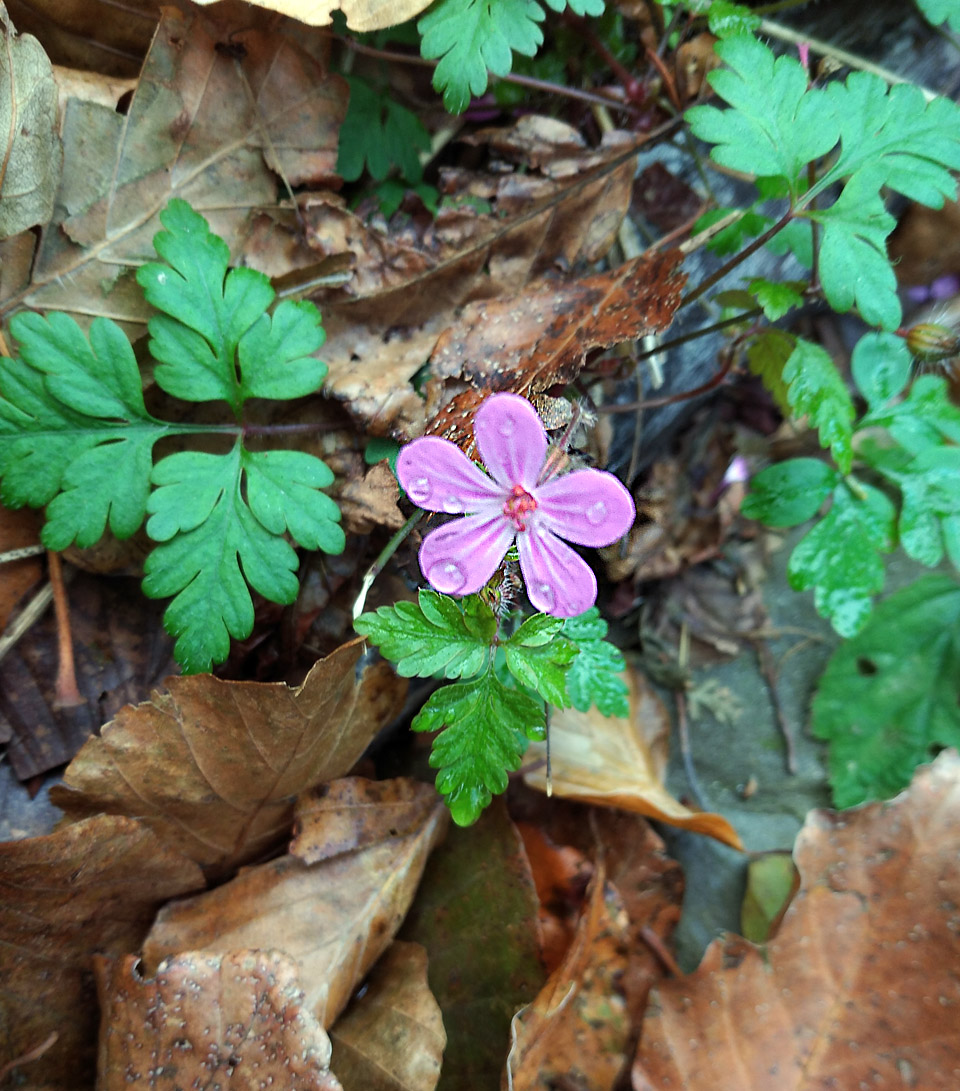 Skoro jako by ani nebyl podzim.