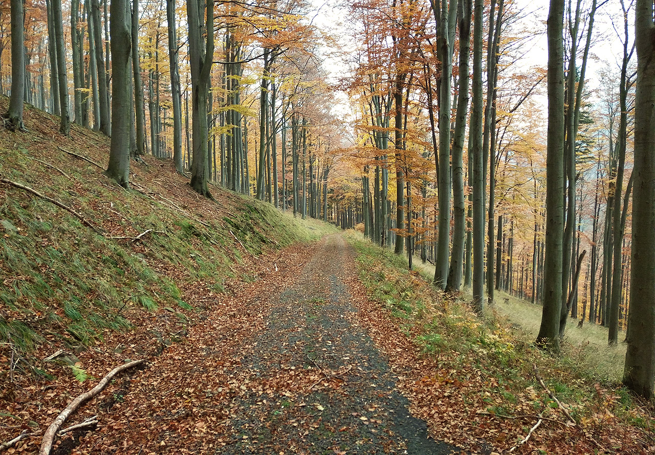 Sestup z Lysé hory do úodlí Mohelnice byl asi nejhezčí částí celé cesty.