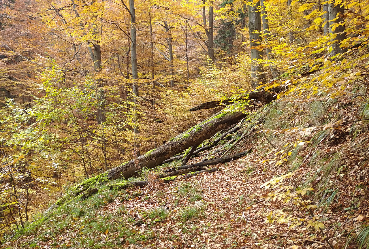 Stoupání po zapomenutých cestách v úbočí Travného bylo náročné ale taky krásně podzimní.