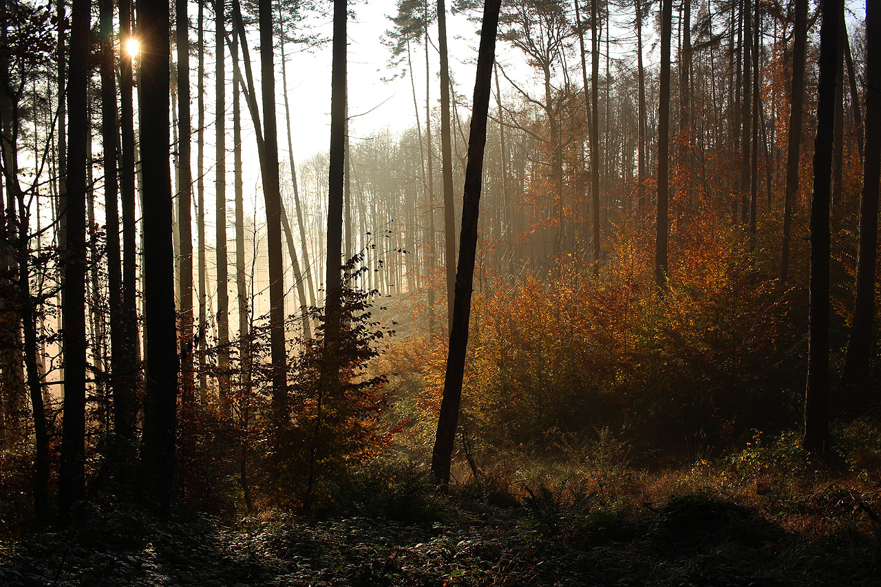 Asi už nikdy mě nepřestane překvapovat, jak blízko od Brna může člověk zažít krásnou samotu a pocit divočiny, kde příroda začíná doslova za prahem obydlí.