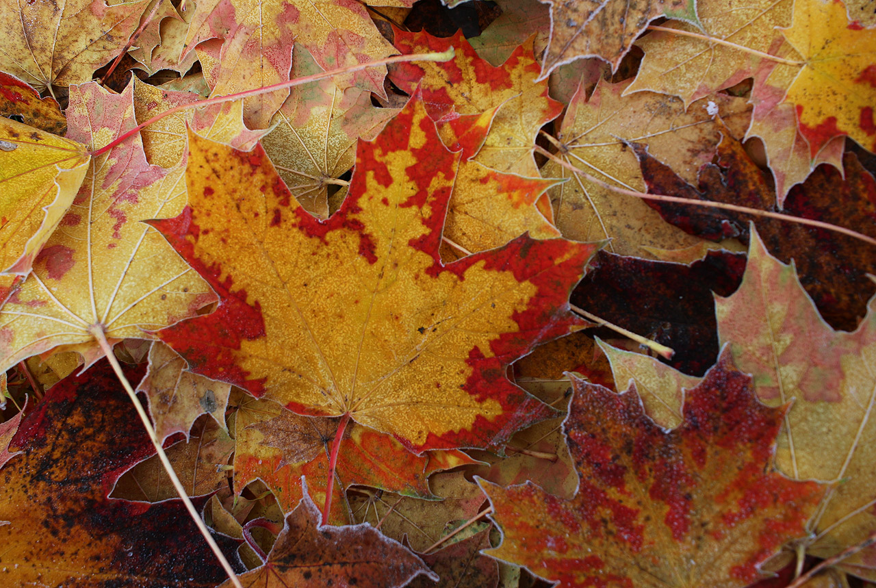 Poslední barvy podzimu než napadne letošní první sníh.