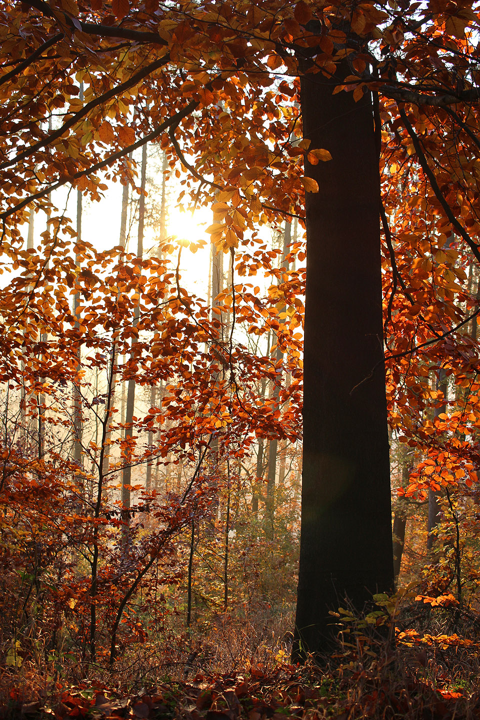Kdybych byl Číňan, chtěl bych být pohřben právě tady.
