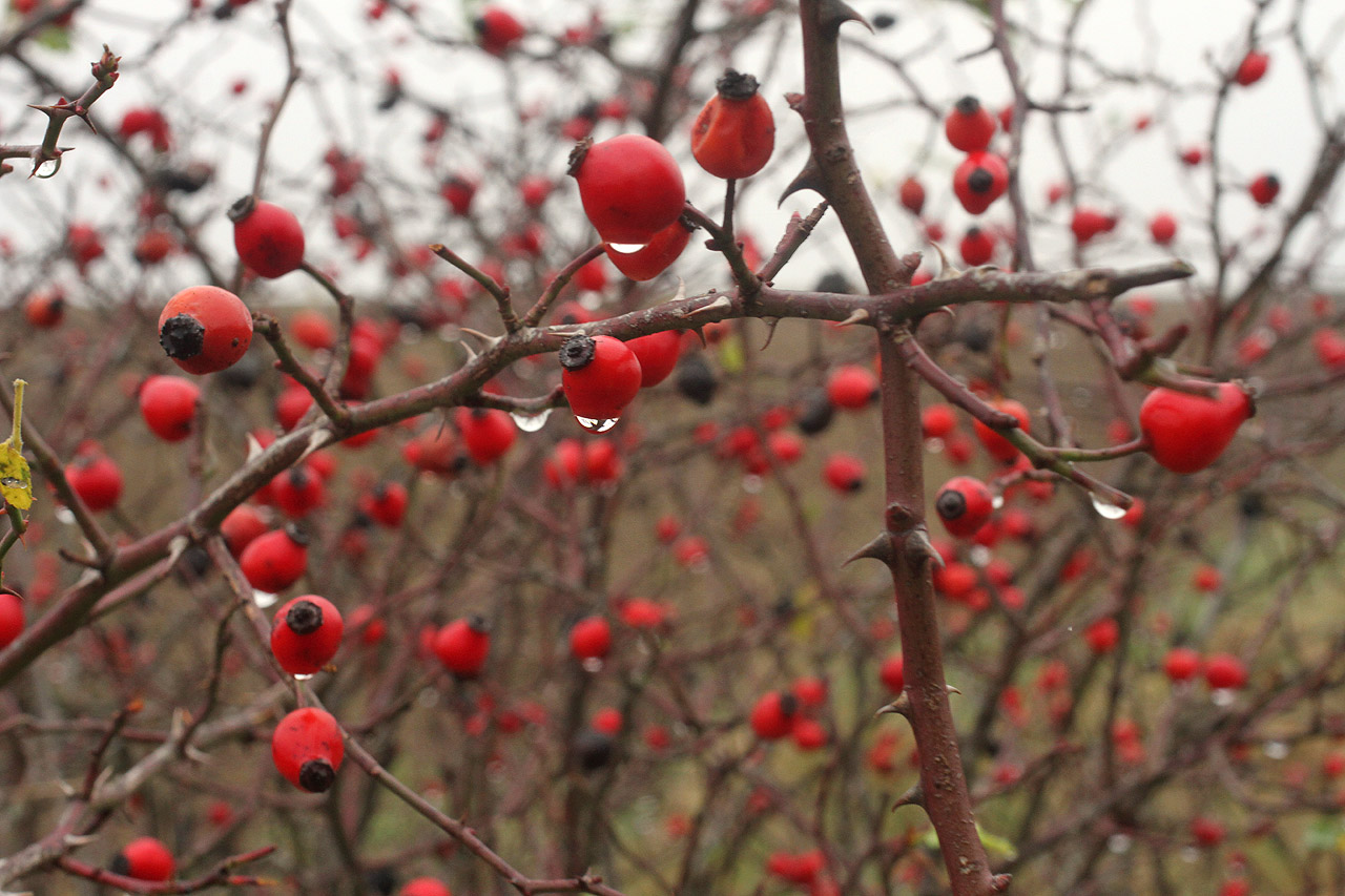 Už je nejvyšší čas. Na šípky prší a zanedlouho začnou hnít na keřích.
