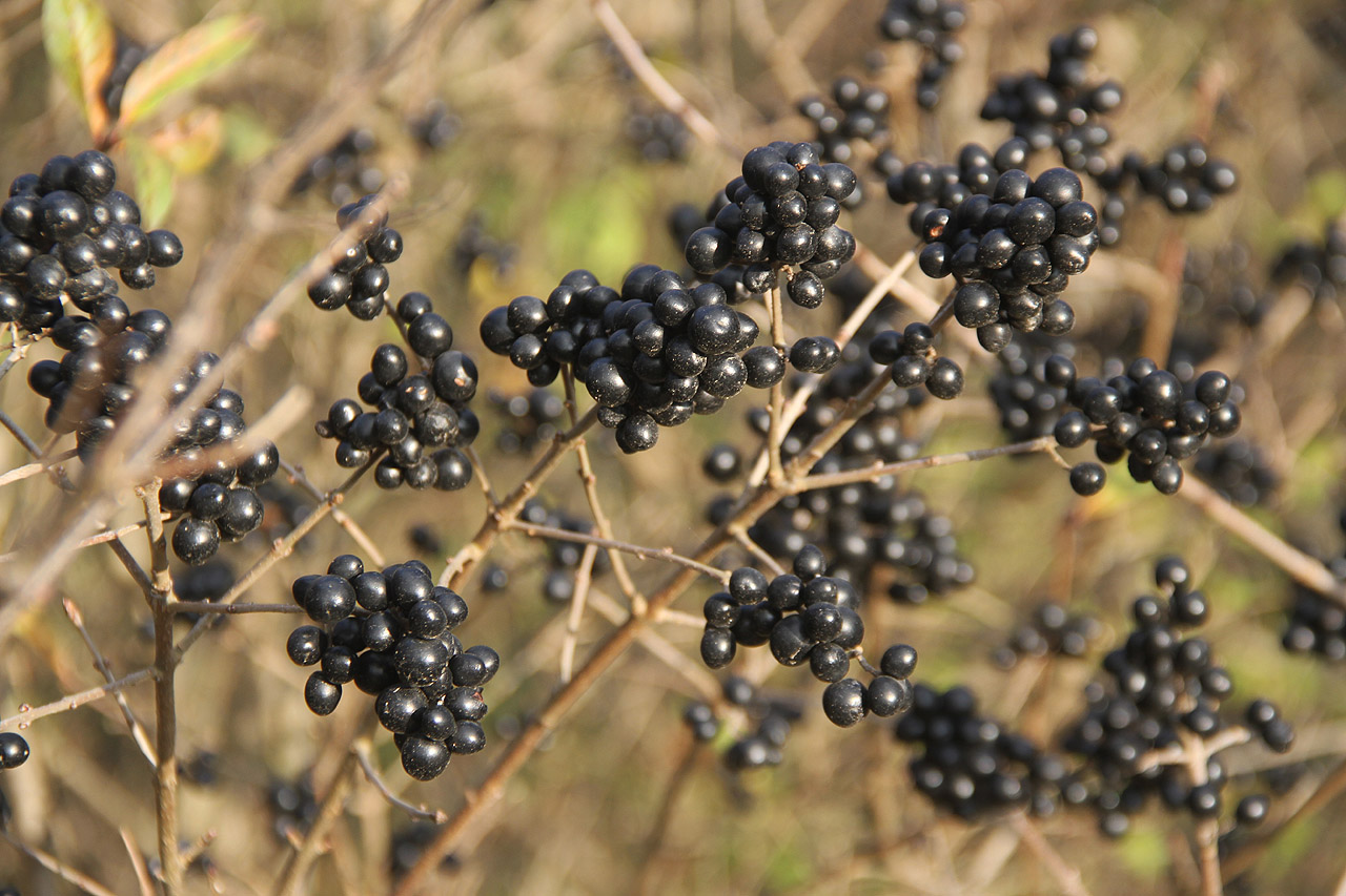 Ptačí zob už dozrál a čeká na své strávníky.
