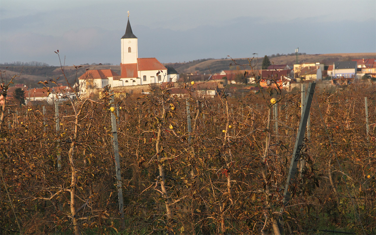 U východu z lesa vidíme přes nekonečné jabloňové plantáže poprvé kostel sv. Jakuba staršího v Nosislavi.