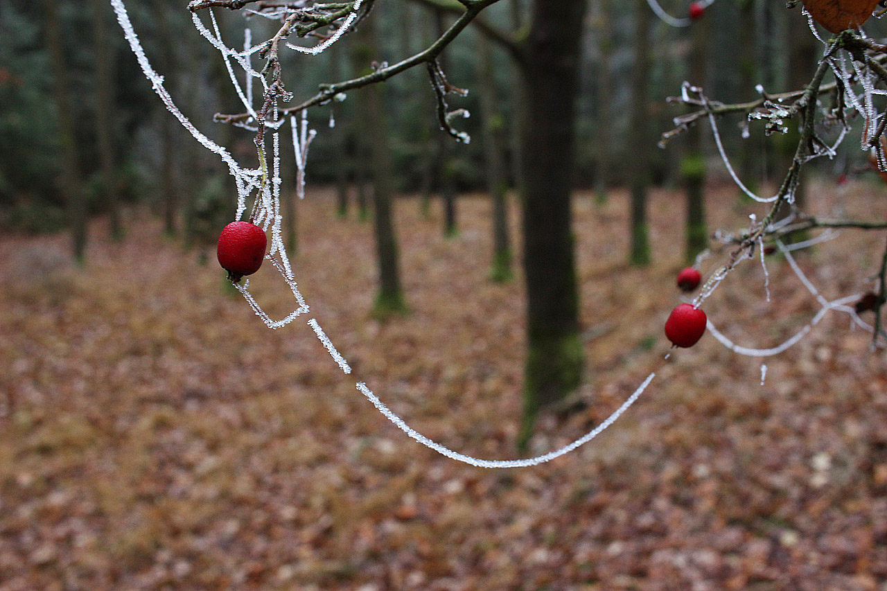 Jak se čas nachyloval k večeru, začaly se stromy obalovat námrazou, která místy vytvořila romantické výhledy.