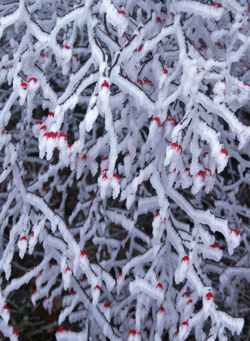 První mrazivé obrázky podzimu roku 2020.