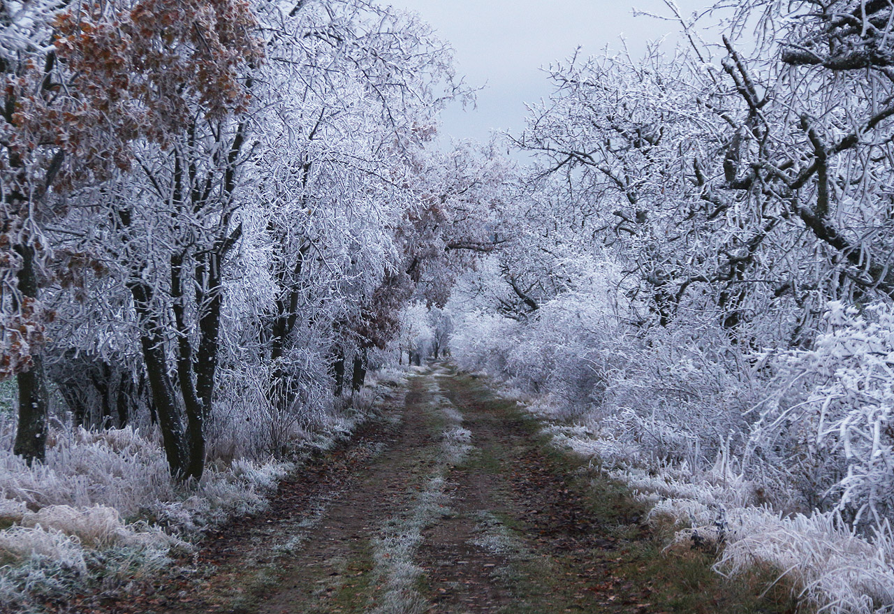 Těsně před setměním už vypadala alej jako z Mrazíka.