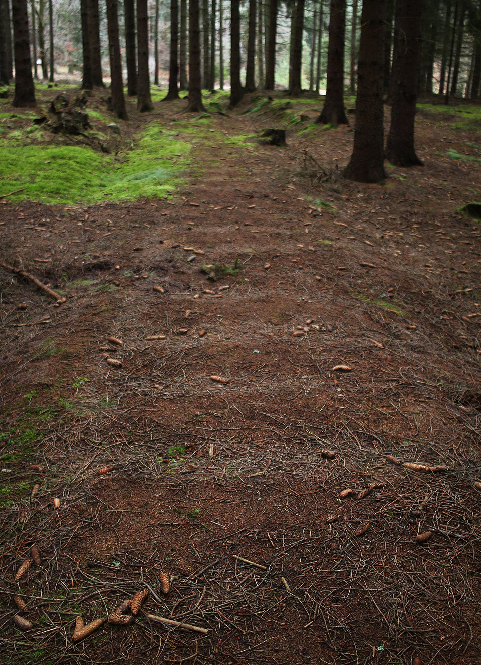 Když padne na jehličí mírná vzdušná vlhkost, zjeví se jako kouzlem i po 93 letech od zrušení trati pruhy po vytrhaných pražcích. Tady není o tom, kudy vedly koleje, pochyb.