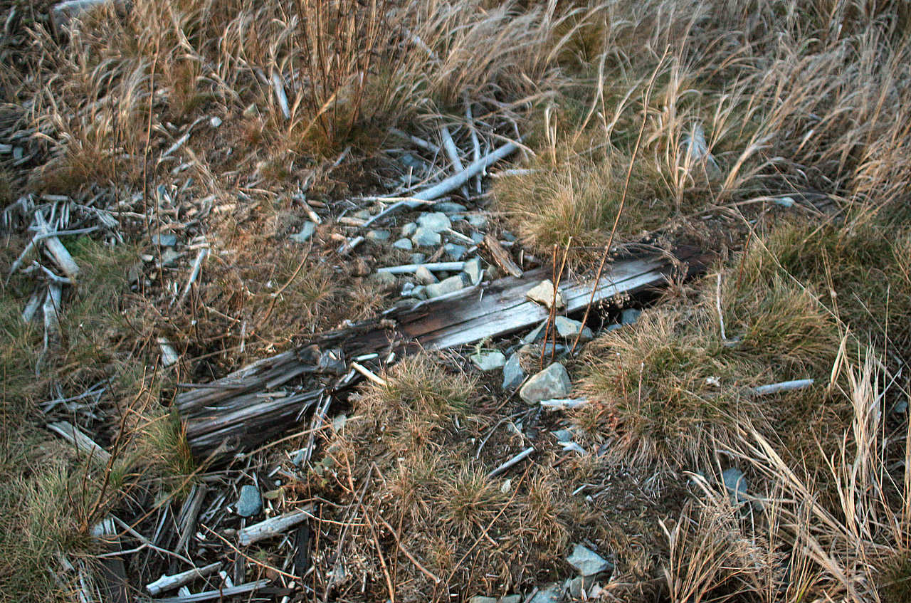 Další shnilý pařez. Udělal mně velkou radost.