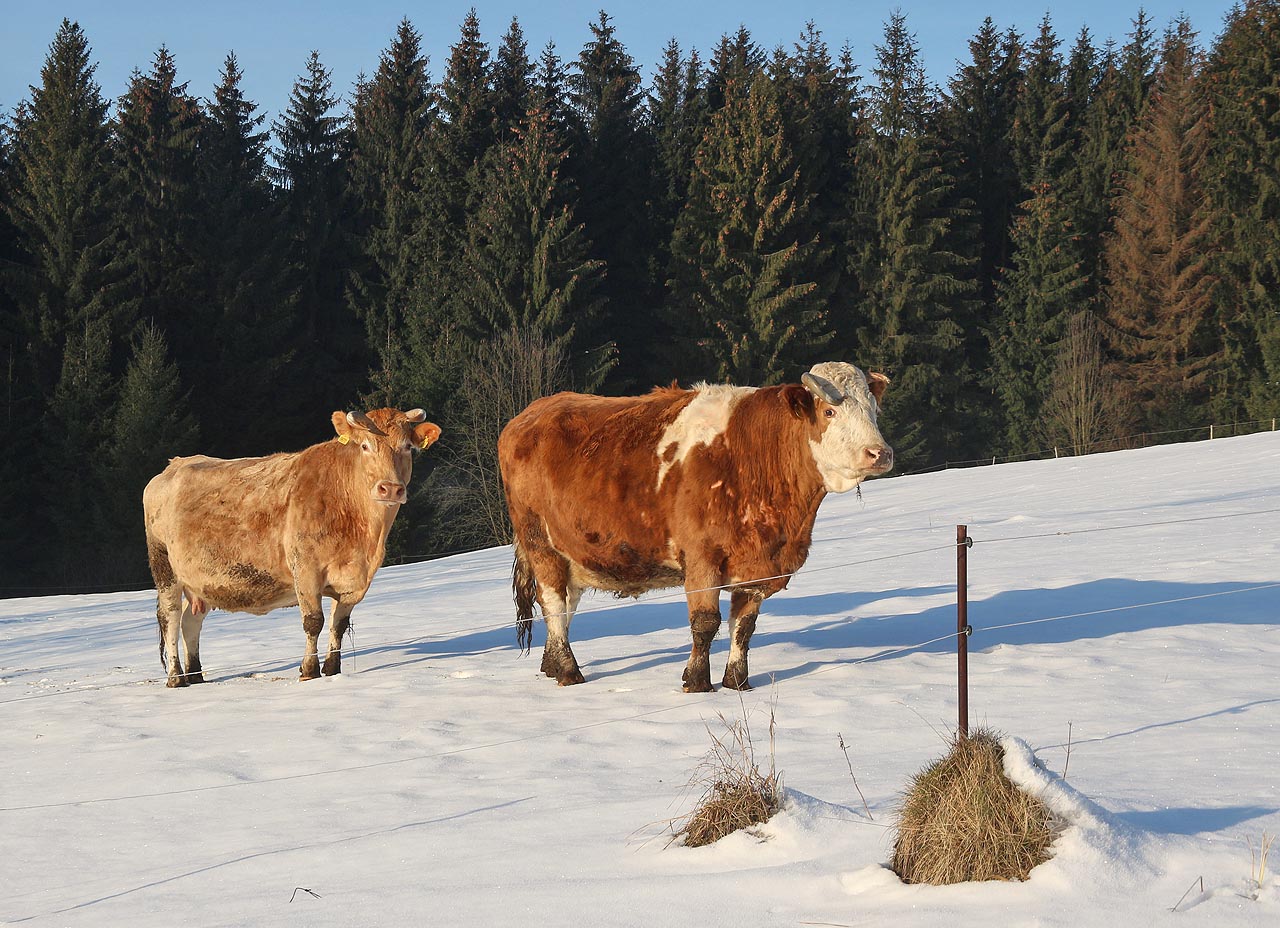 Na česko-slovensko-polském pomezů bylo v neděli ráno liduprázdno. Prošlapával jsem si cestu k trojmezí sněhem a dobré ráno mně přály pouze krávy odolného horského plemene.