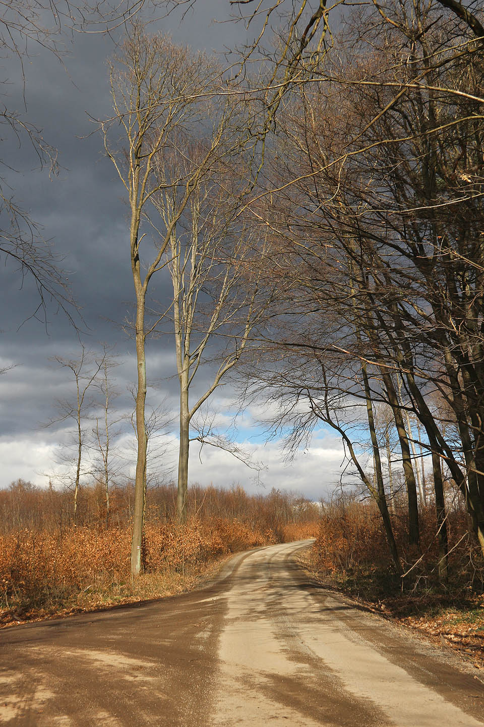 Za silnicí 431, kterou jsme opět přeběhli ze křoví do křoví, aby nás nesopatřil nikdo z projíždějícího auta, jsme se dostali na katastr <a href="/Tema/Ždánice">Ždánic</a>. Nad námi se ale začaly stahovat těžké sněhové mraky.