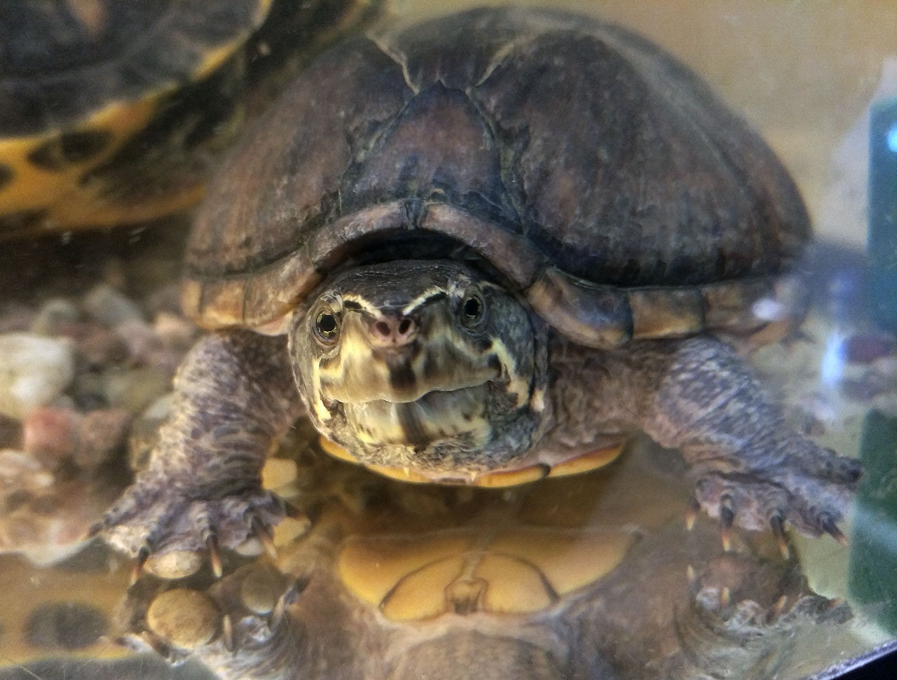 Taky mě potěšila tahle želva. Vždycky, když sem zavítám, jdu se na želvy podáívat. Mám totiž želvy rád.