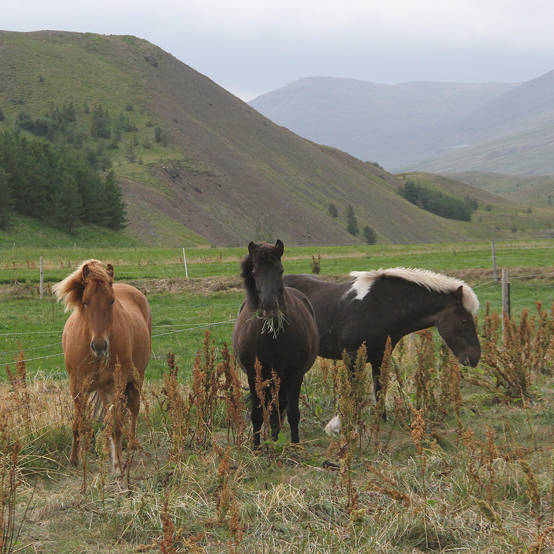 Vzácní islandští mimochodníci neboli koně, kteří se nenechají pohladit.