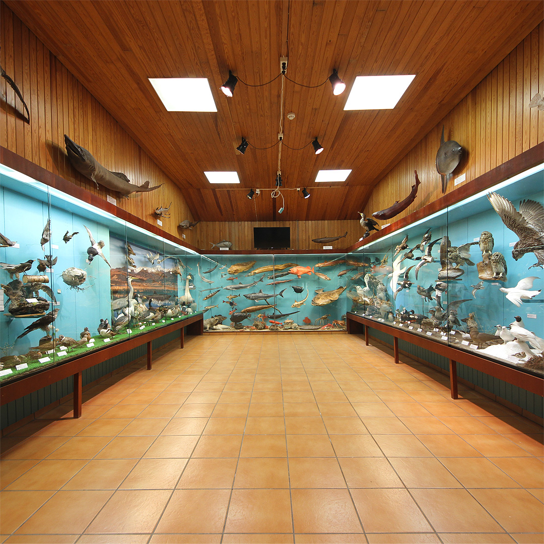 Než jsme se ale dostali k majáku a vzorkovači, uchvátil nás šéf místního muzea a pozval nás do expozice nejrůznější mořské havěti. Zdarma.