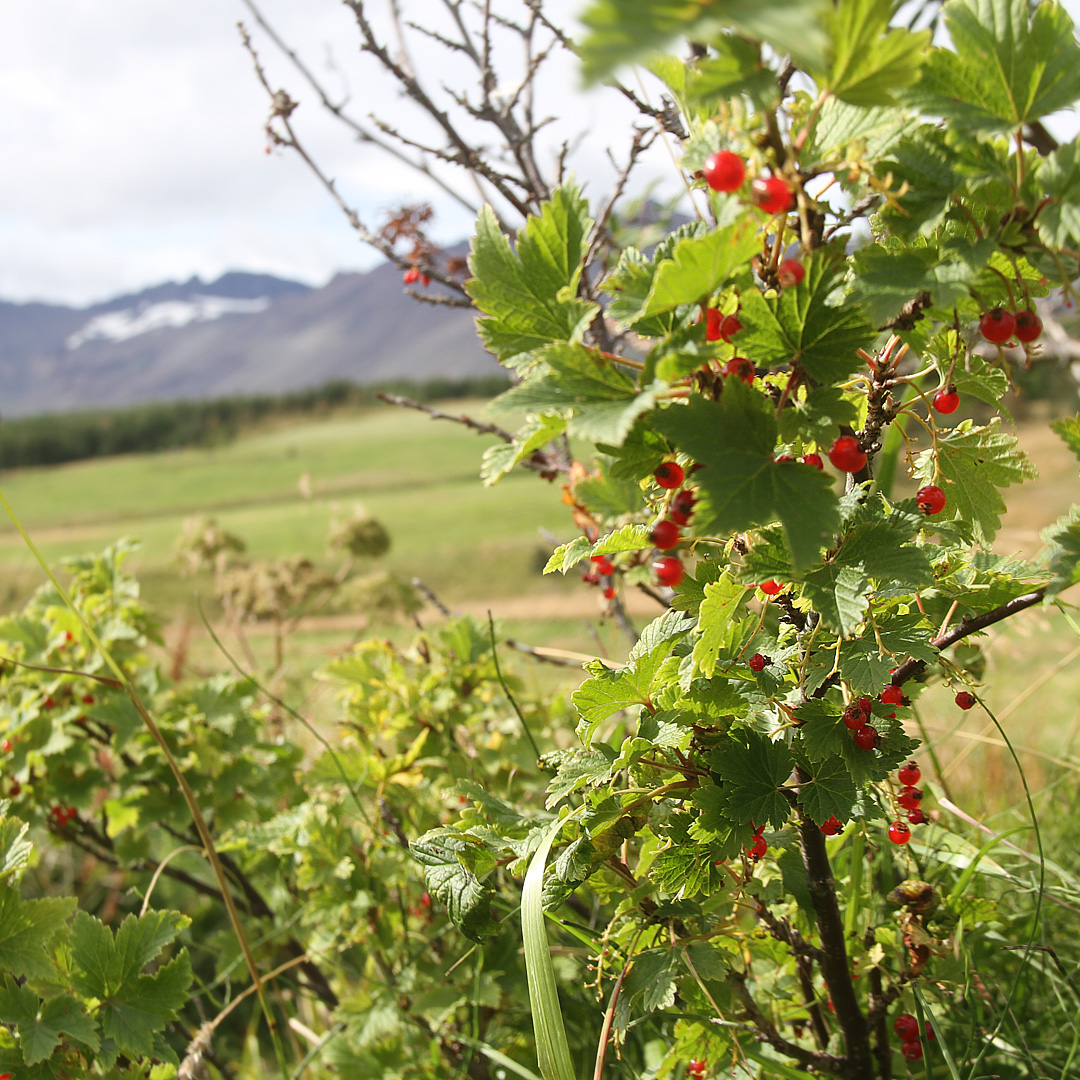 Nálezů něčeho, co by se dalo sníst, nebylo na Islandu mnoho. Vlastně jen dva. Jako první nás překvapil tenhle rybízový keř. Při vědomí, že následujících 10 dnů budeme jíst jen sušené a konzervované jídlo, jsme na něm nenechali jedinou červenou kuličku.