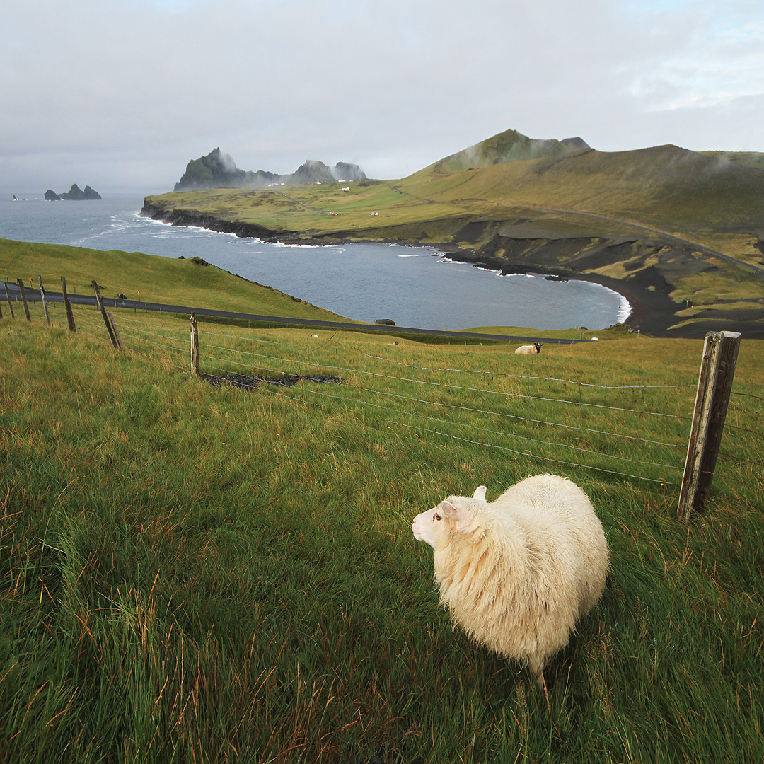 Ovcím je tu dobře. My ale spěcháme zpátky na severní cíp Heimaey do přístavu, abychom chytili večerní elektrickou loď na „pevninu“. Nejsem si tám jist, ale zdá se, že v zátoce dole vychází na břeh nejstarší kabel, kterým byl kdysi dávno Island propojen se zbytkem světové telefonní sítě.